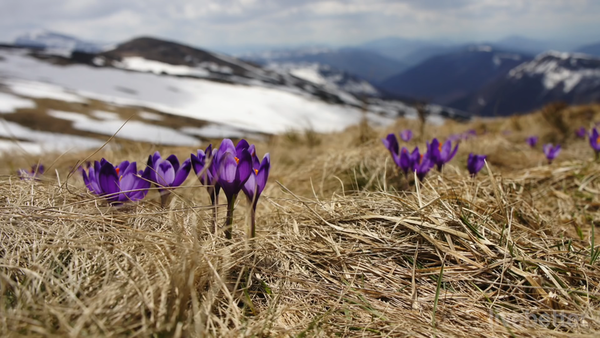 알프스 산록에 피어 있는 아델라이데 (사진=네이버블로그)