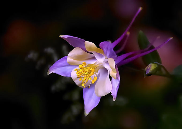 아델라이데 꽃 (사진=다음블로그)