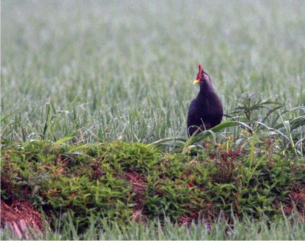 천수만을 찿은 뜸부기/사진출처:충남도청 해양수산국 수산자원과