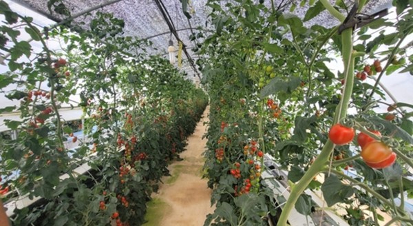 여름철 비닐하우스 안/사진출처:인천시 농업기술센터