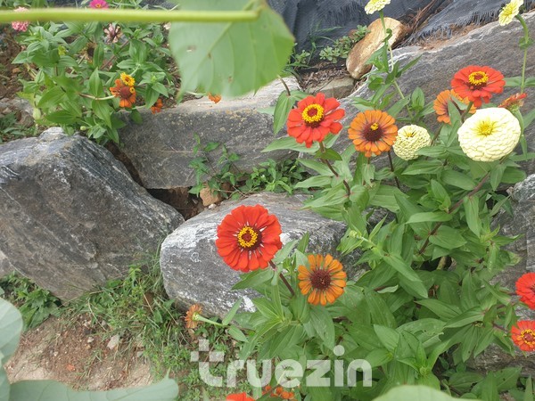 길 가에 핀 백일홍