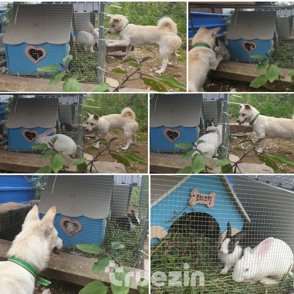 꽃순이와 토순이 그리고 오레오