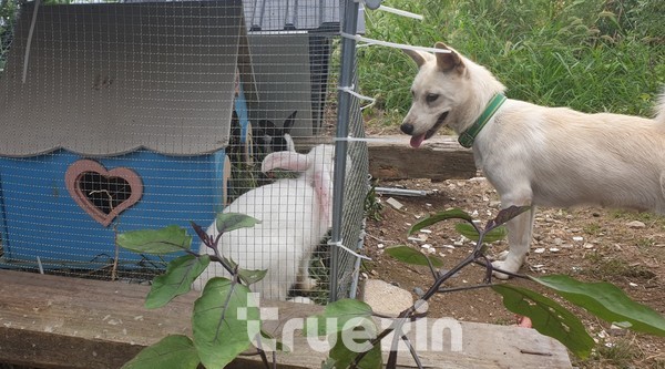 동물 농장 같은 귀여운 강아지와 토깽이들