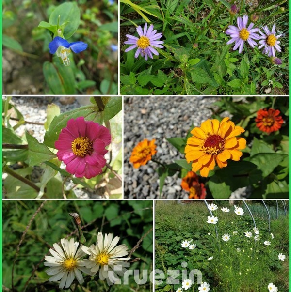 마당에 피어있는 색색의 꽃들