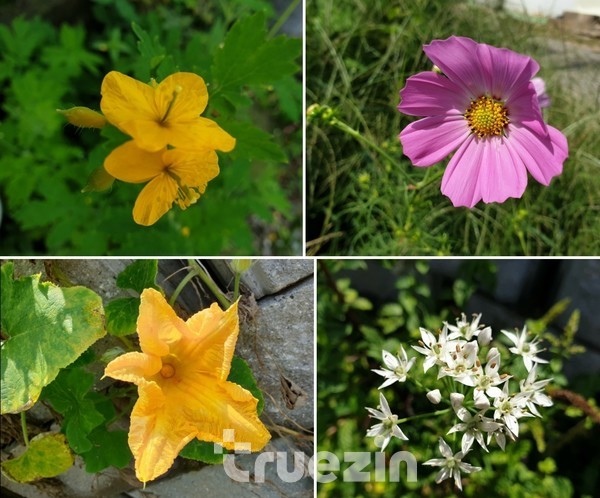 이 꽃들처럼 모든 아이는 예쁘다.