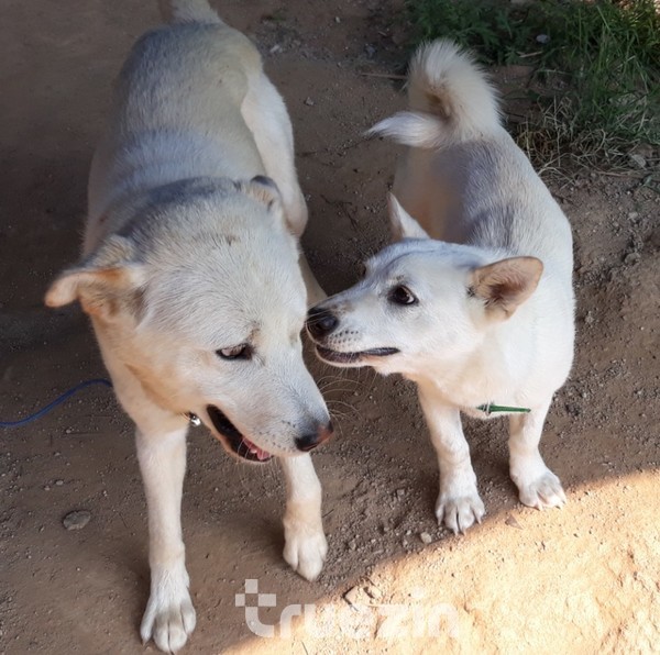 의좋은 장군이와 꽃순이