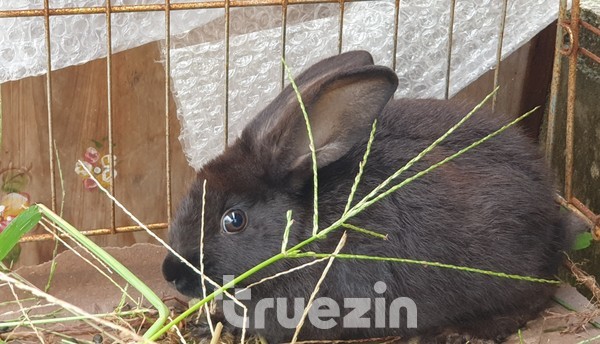 그리운 예쁜 아기 토끼 쵸코