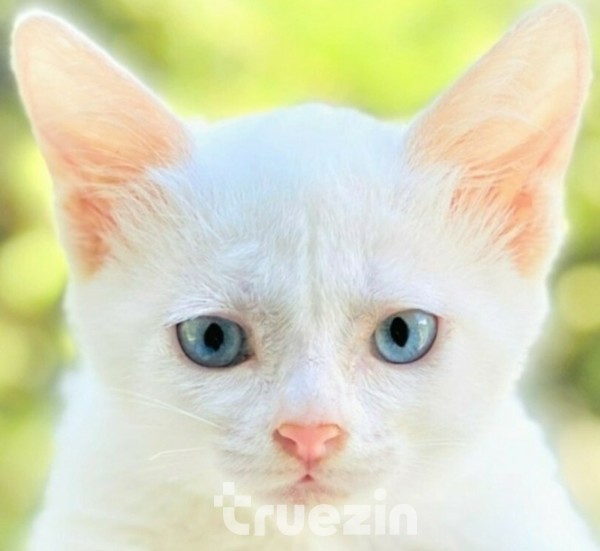 반려묘를 기다린다.